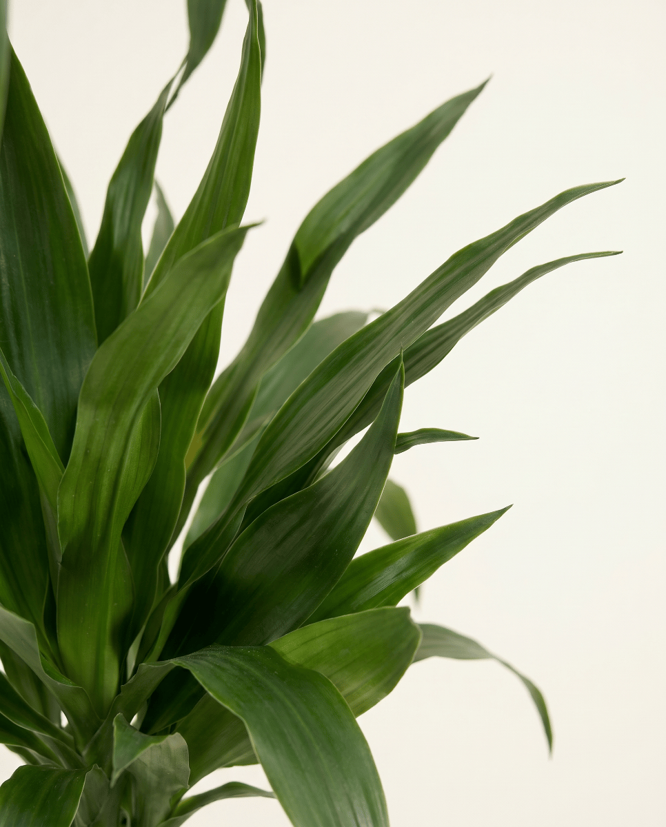 Dracaena Drachenbäume Janet Craig