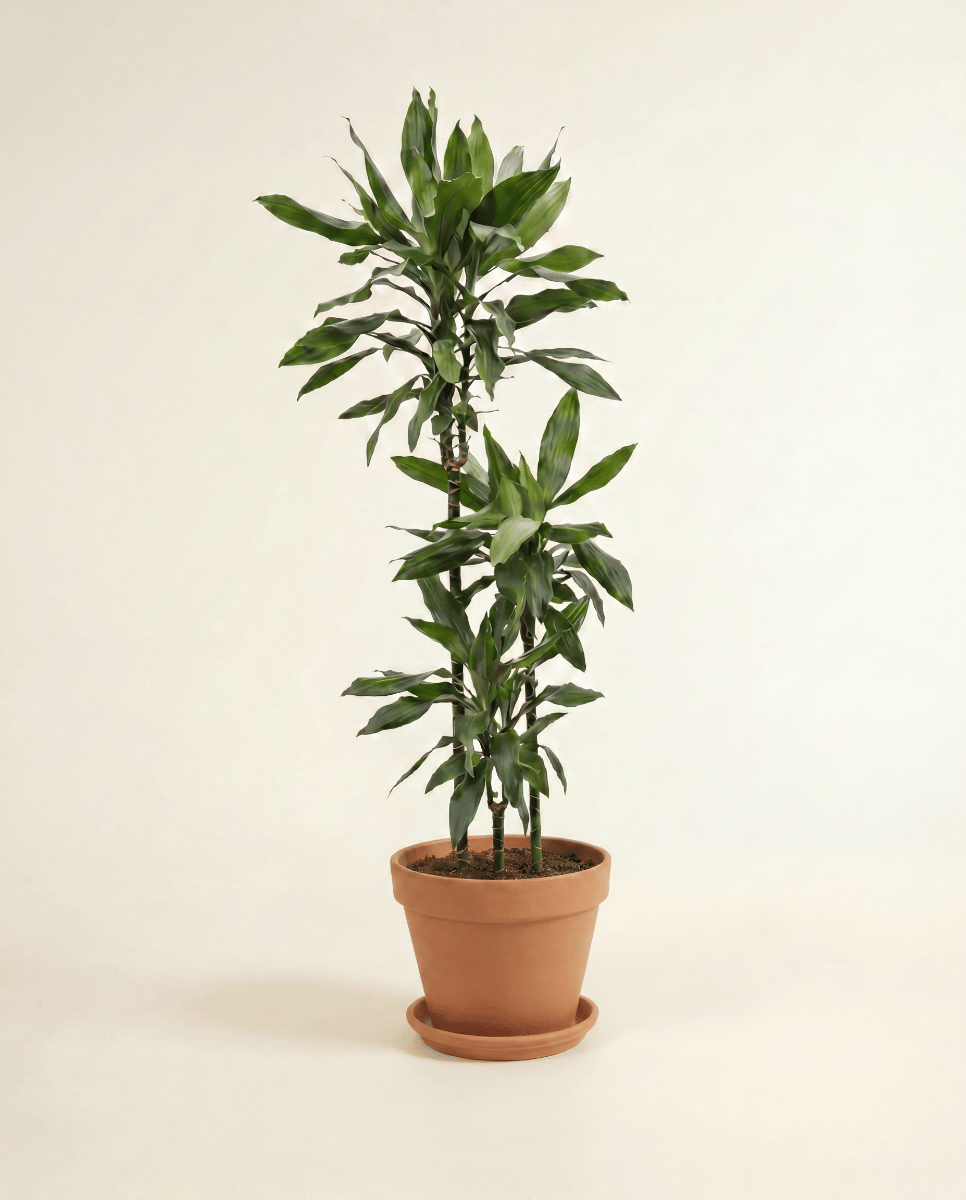 Dracaena Drachenbäume Janet Lind