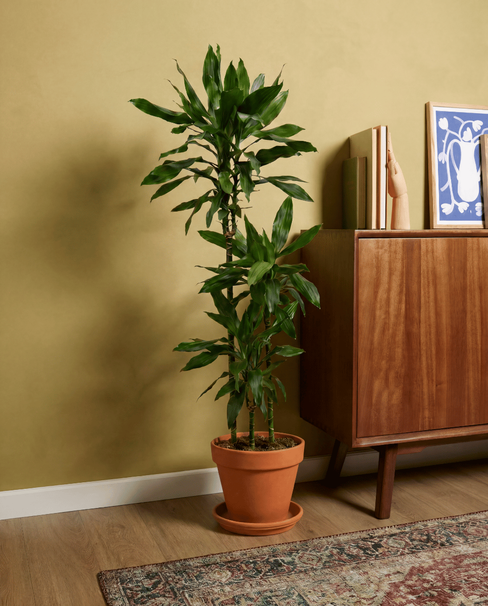 Dracaena Drachenbäume Janet Lind