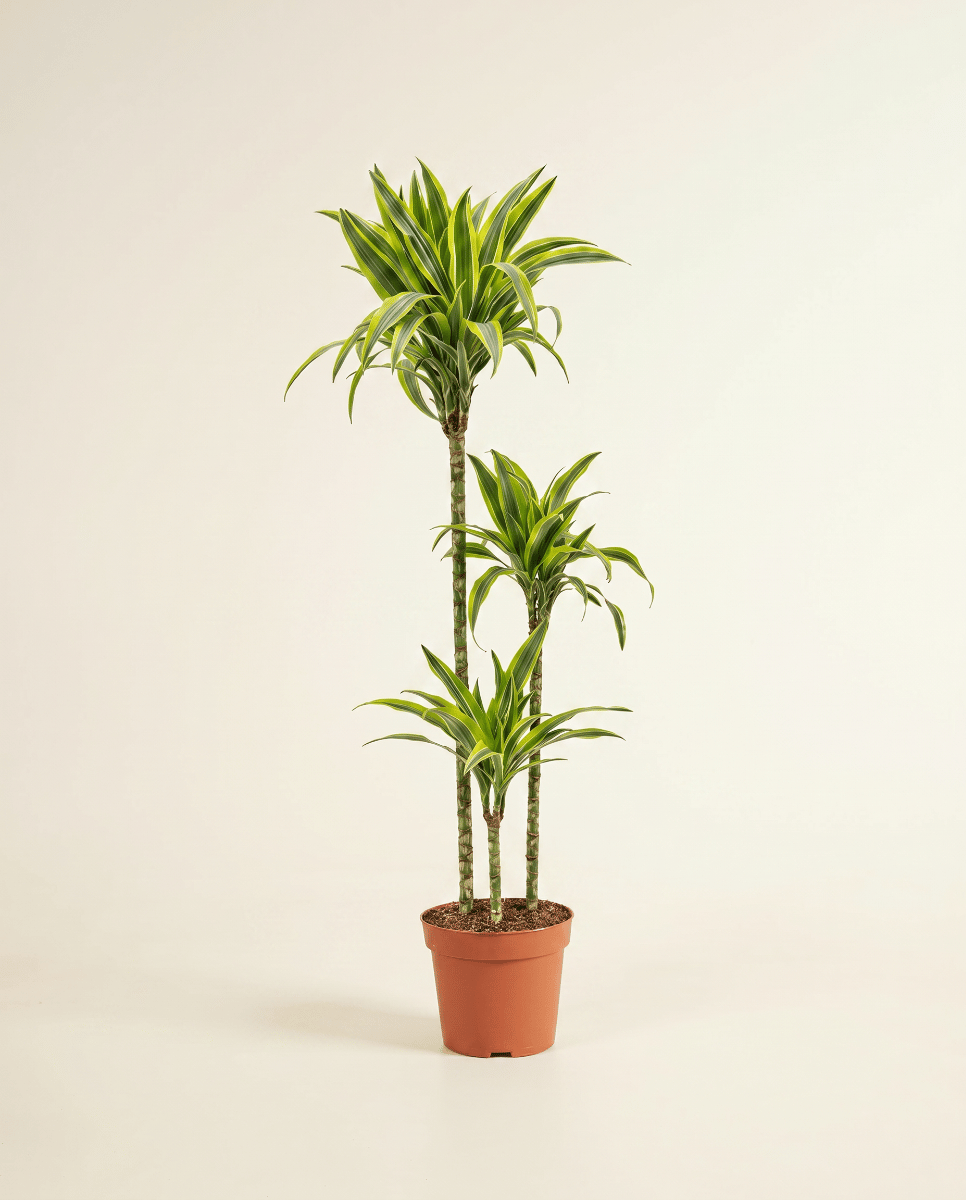 Dracaena Drachenbäume Lemon Lime