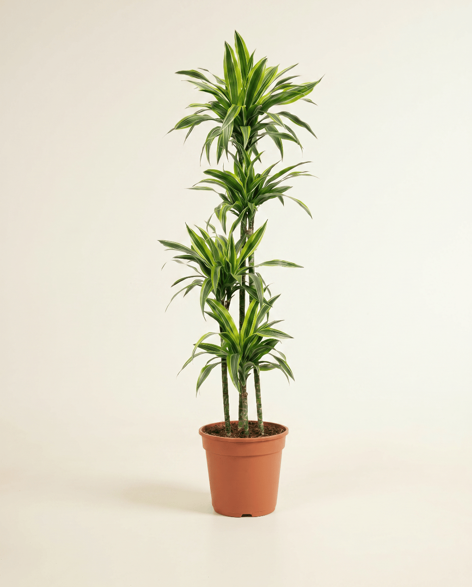 Dracaena Drachenbäume Lemon Lime