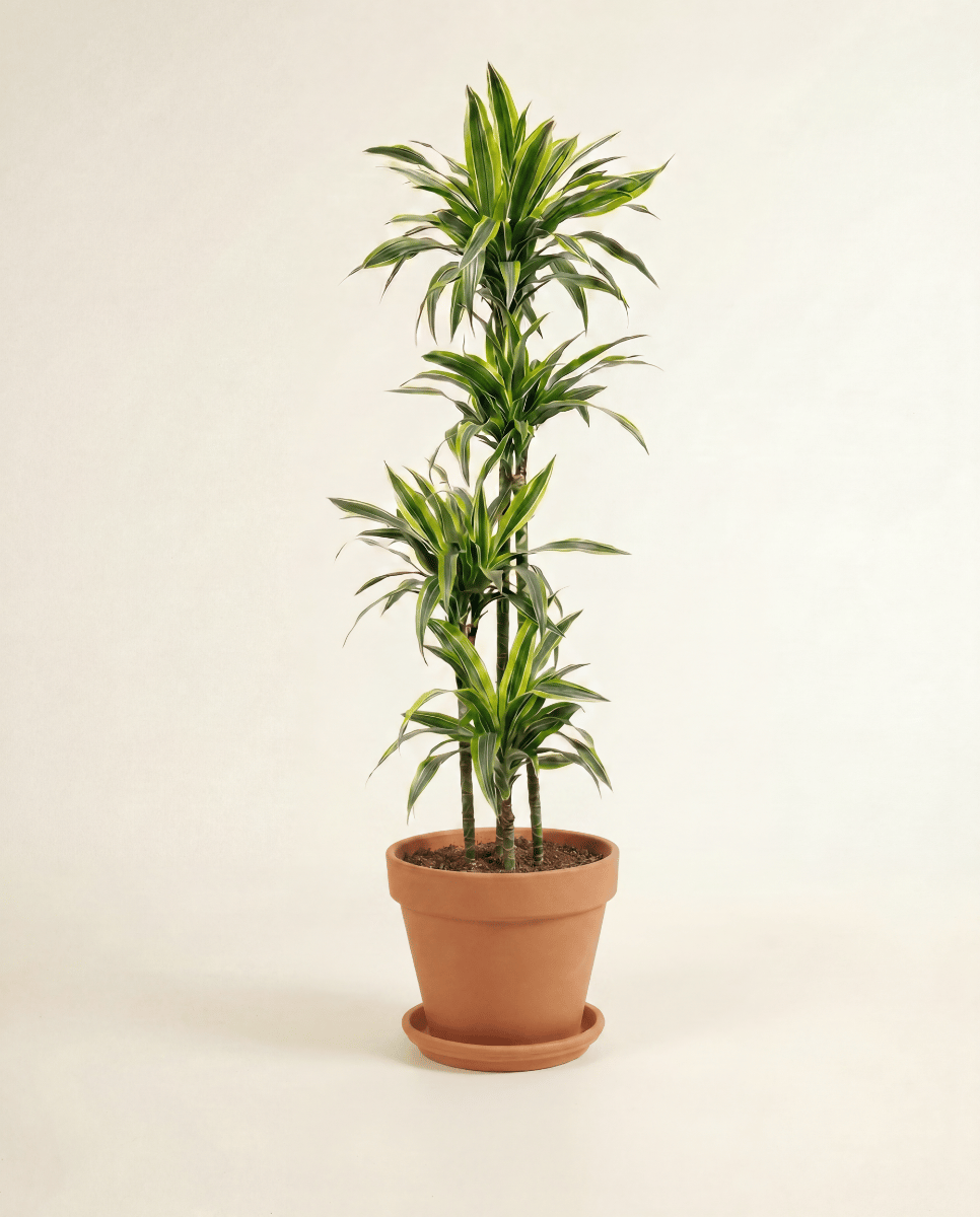 Dracaena Drachenbäume Lemon Lime
