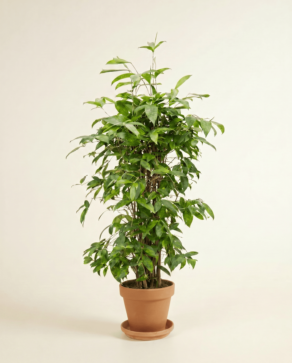 Dracaena Drachenbäume Surculosa