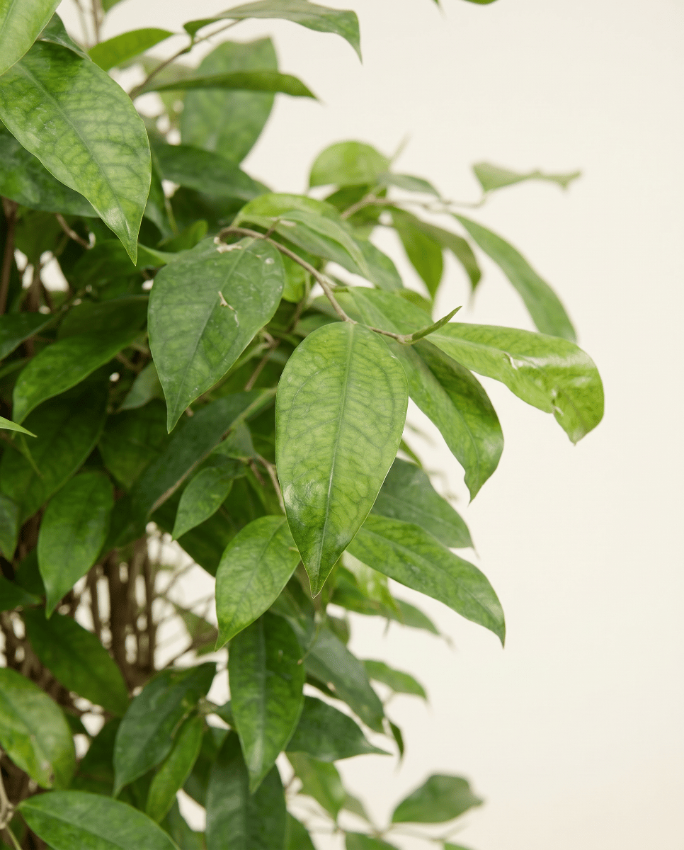Dracaena Drachenbäume Surculosa