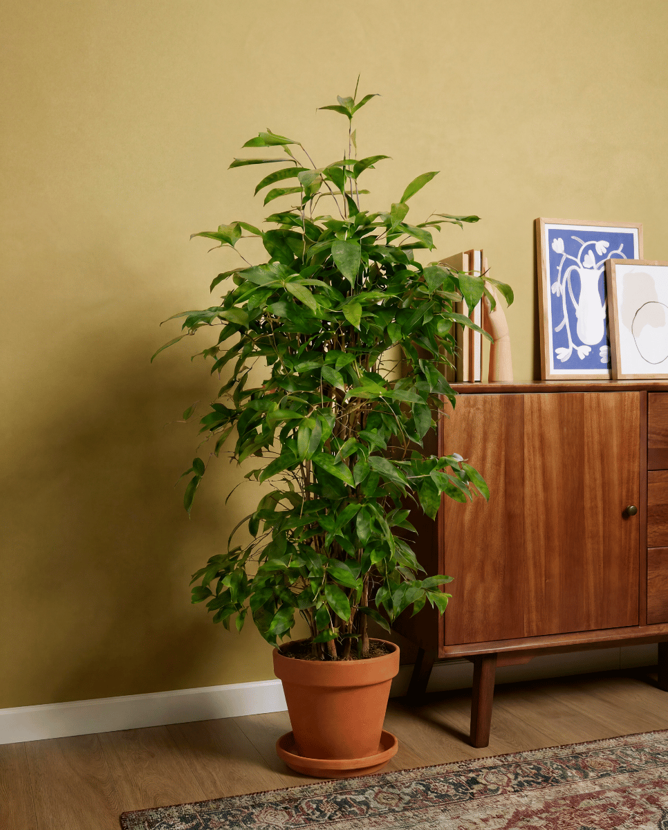 Dracaena Drachenbäume Surculosa