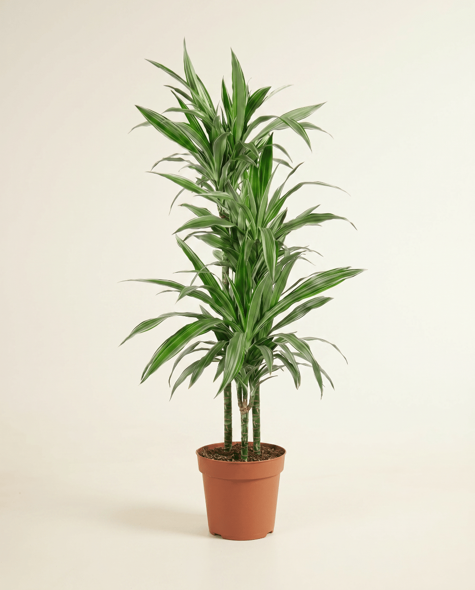 Dracaena Drachenbäume Warneckei