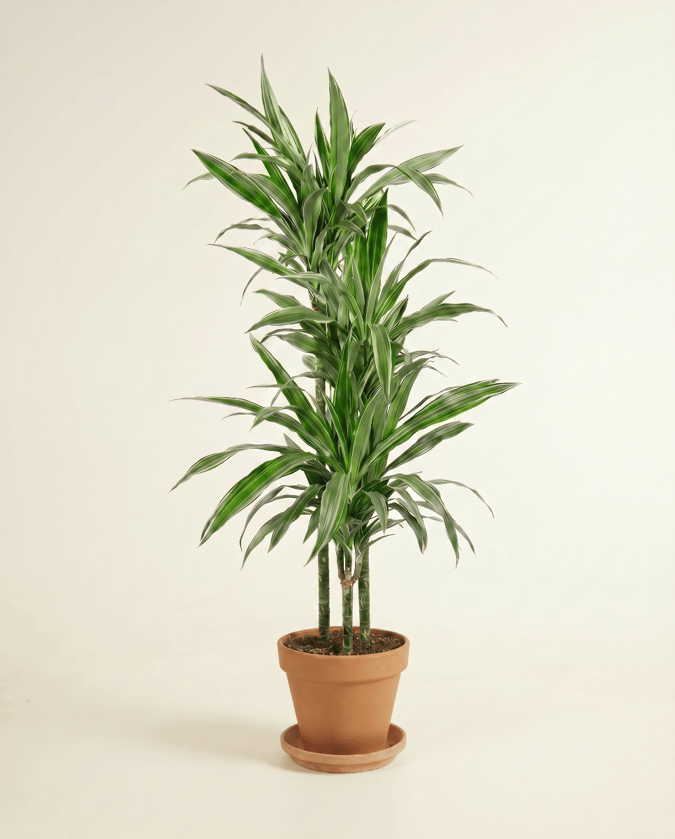 Dracaena Drachenbäume Warneckei