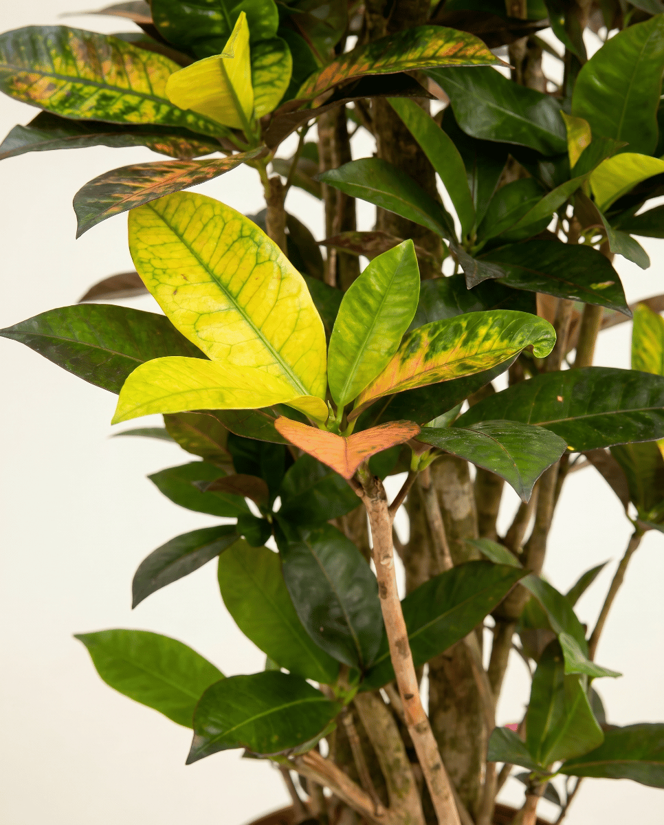 Codiaeum Kroton Variegatum Iceton