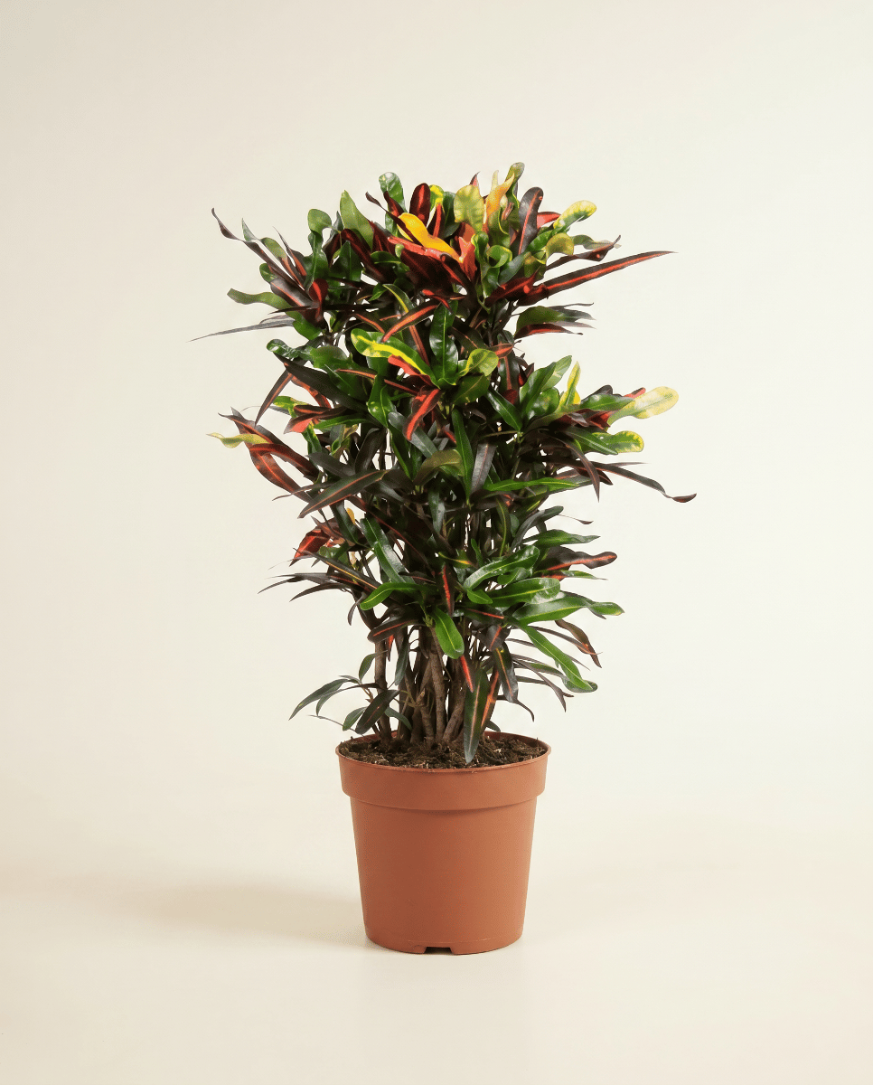 Codiaeum Kroton Variegatum Mammi