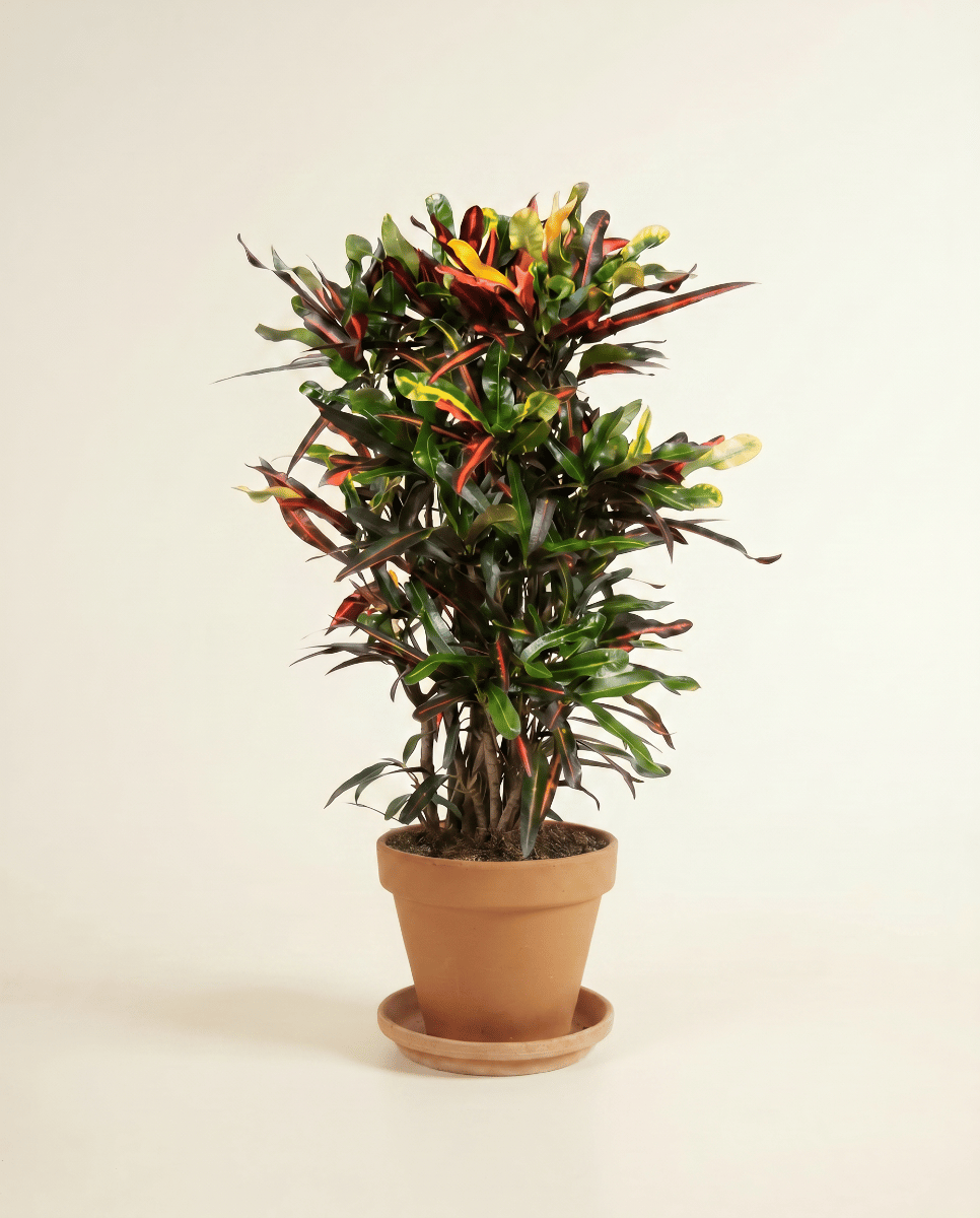 Codiaeum Kroton Variegatum Mammi