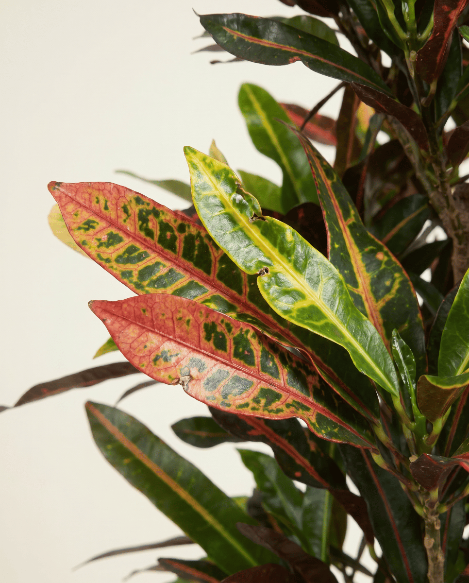 Codiaeum Kroton Variegatum Mammi