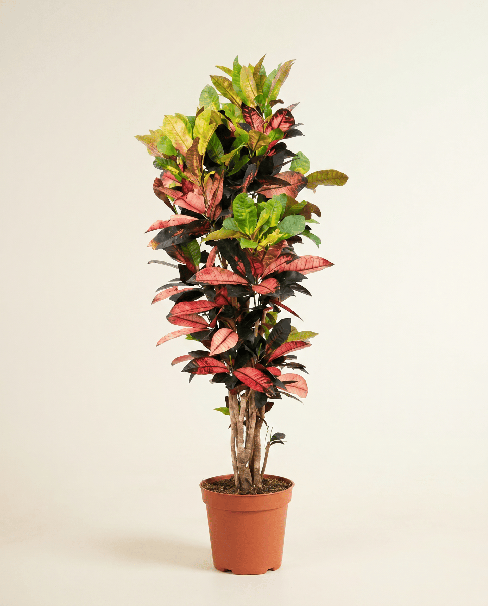 Codiaeum Kroton Variegatum Iceton