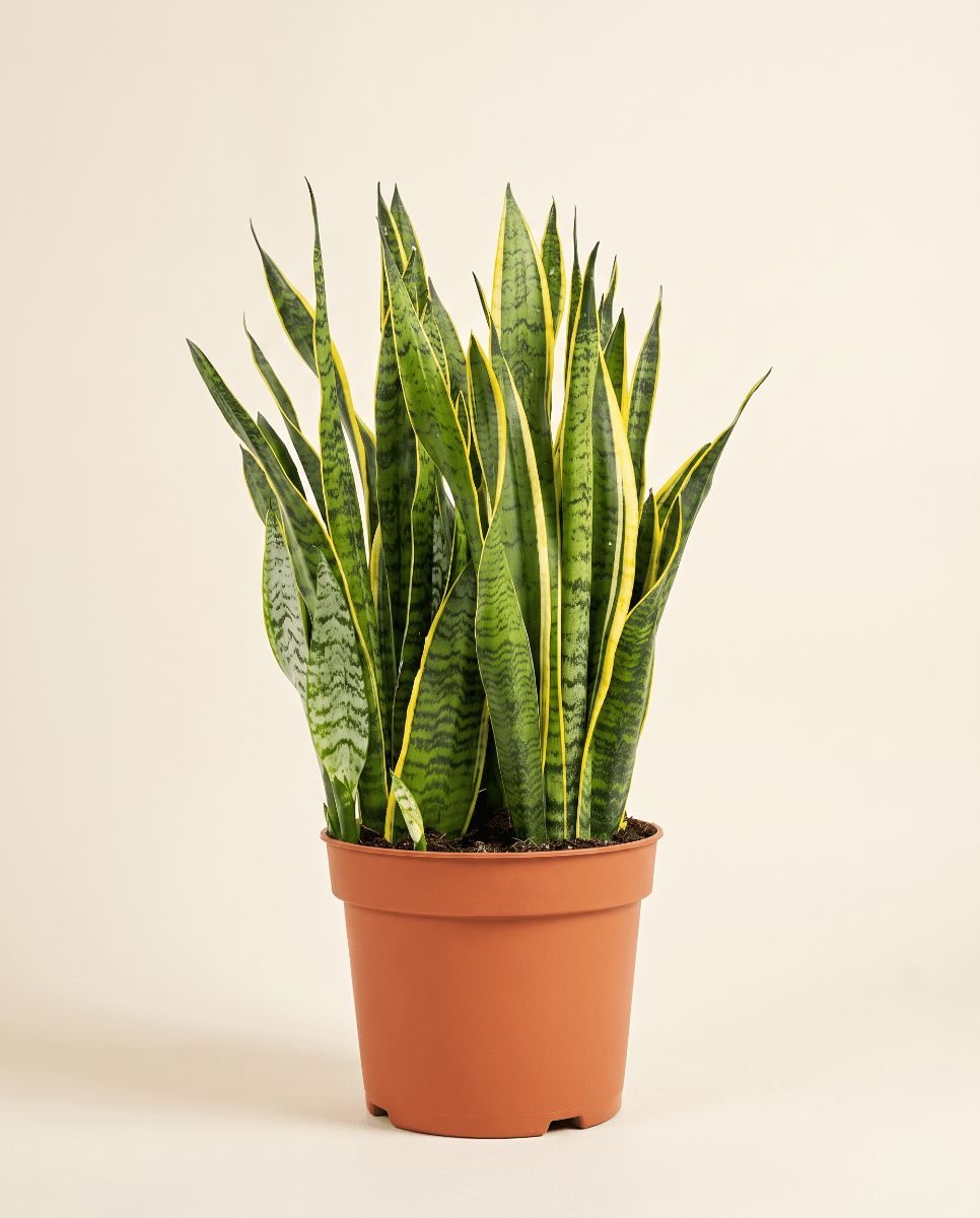 Sansevieria Bogenhanf Laurentii