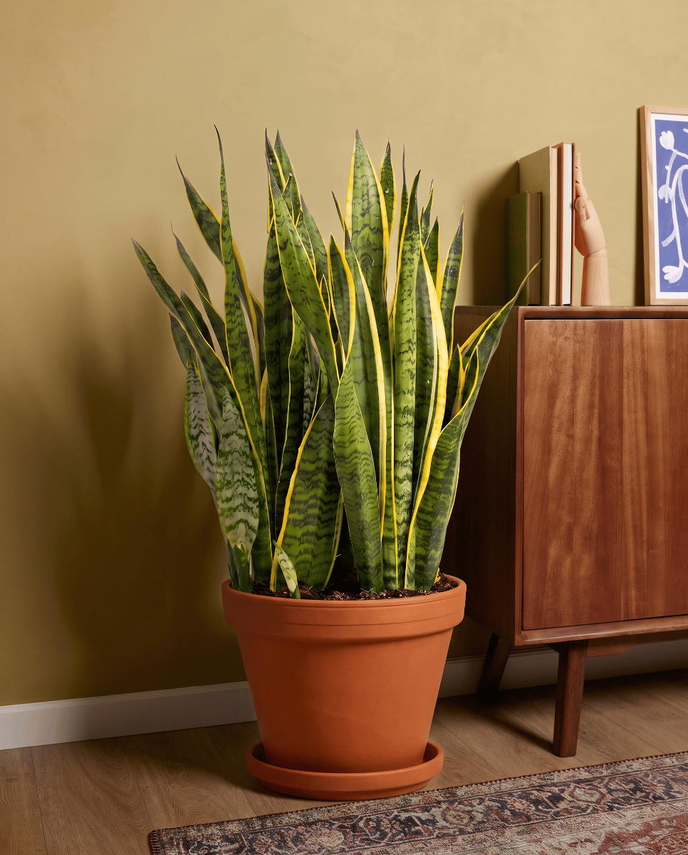 Sansevieria Bogenhanf Laurentii