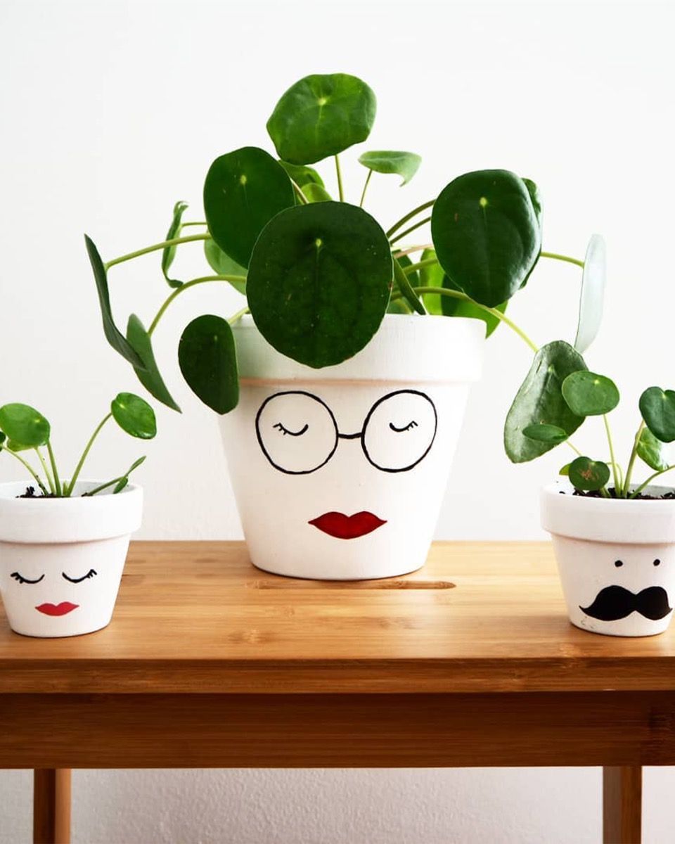 Baby Pilea Peperomioides Ufopflanze Pfannkuchenpflanze