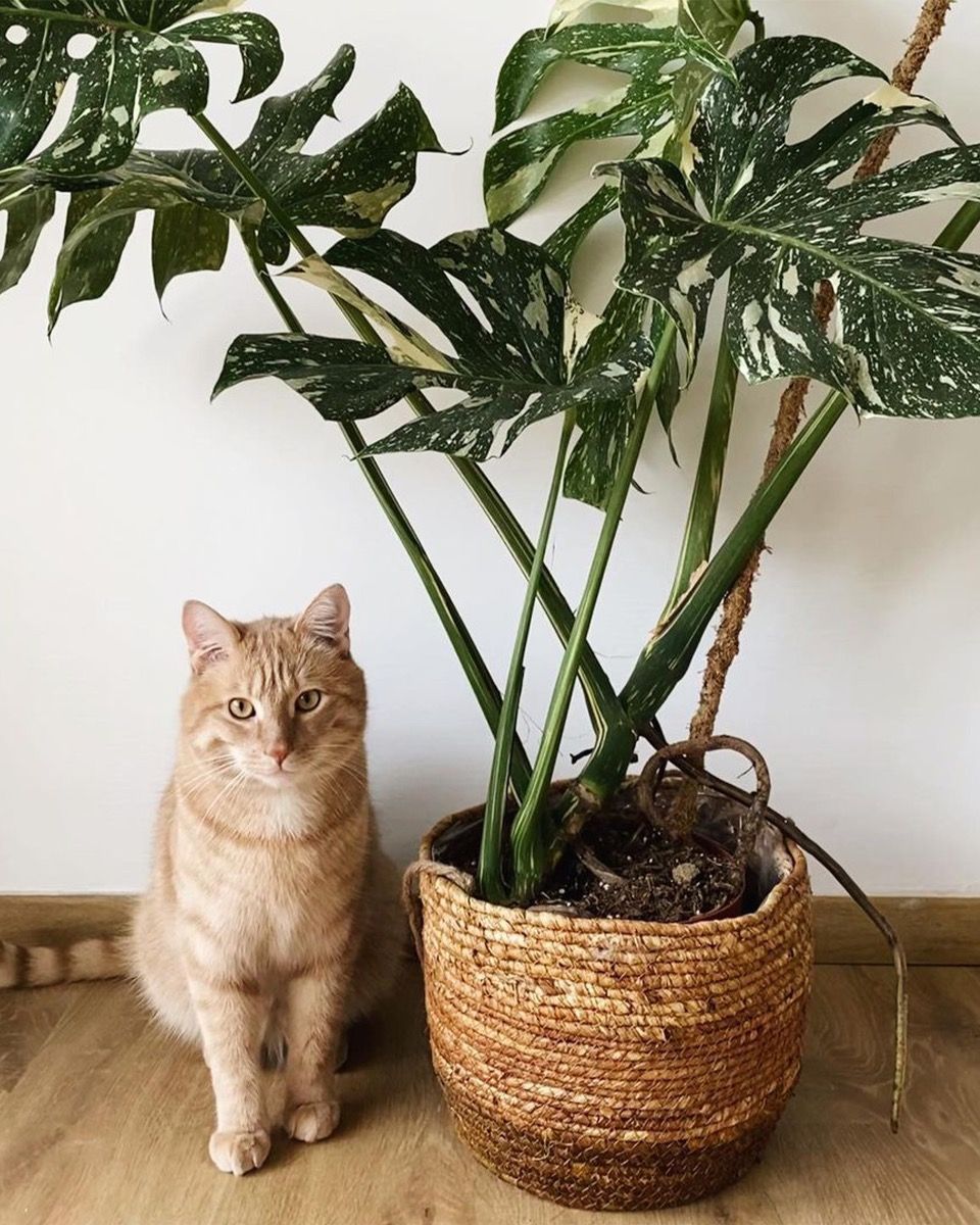 Monstera Fensterblatt Thai Constellation