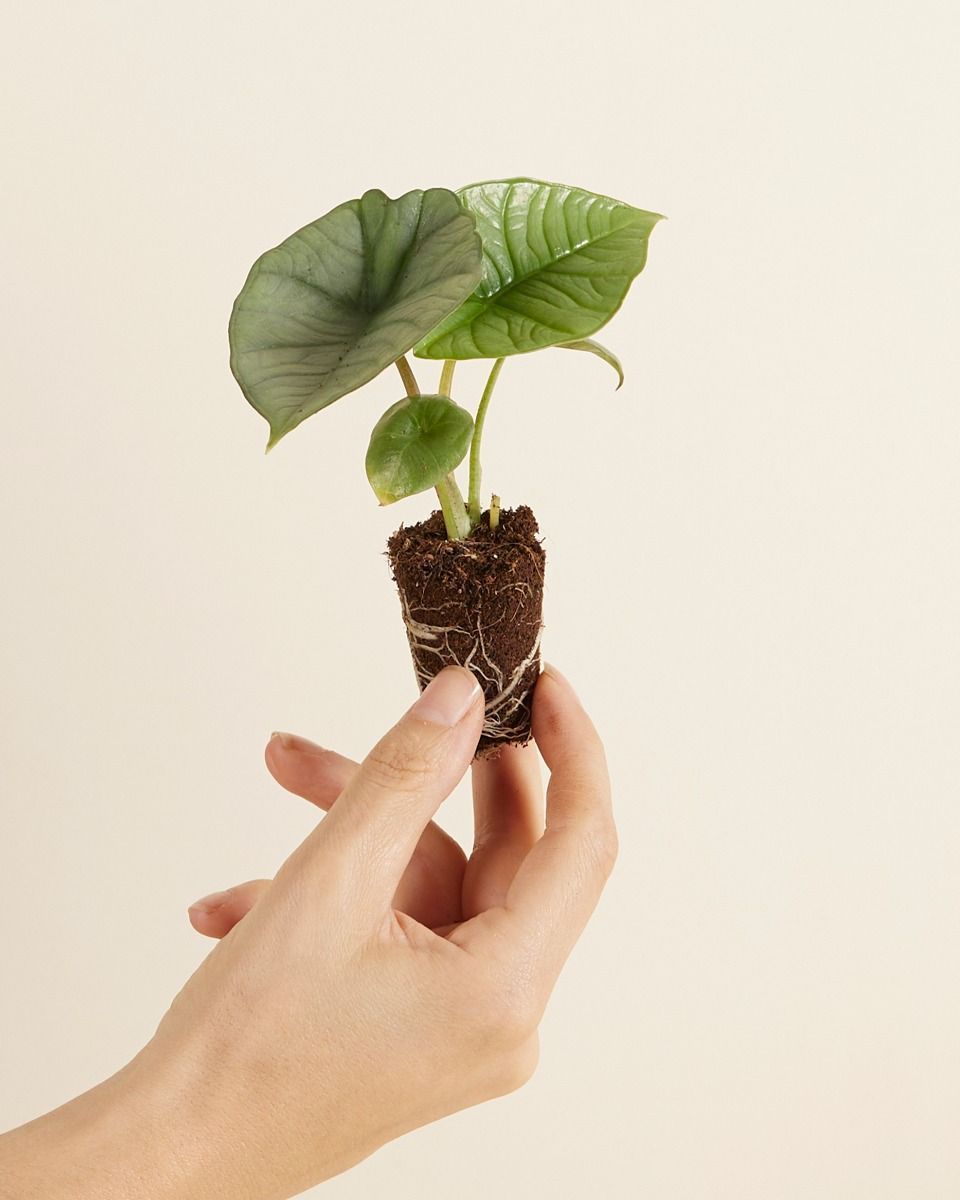 Baby Alocasia Elefantenohr Platinum