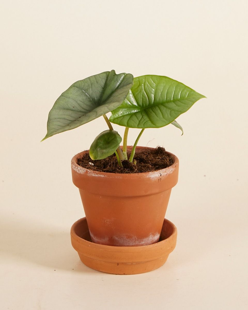 Baby Alocasia Elefantenohr Platinum
