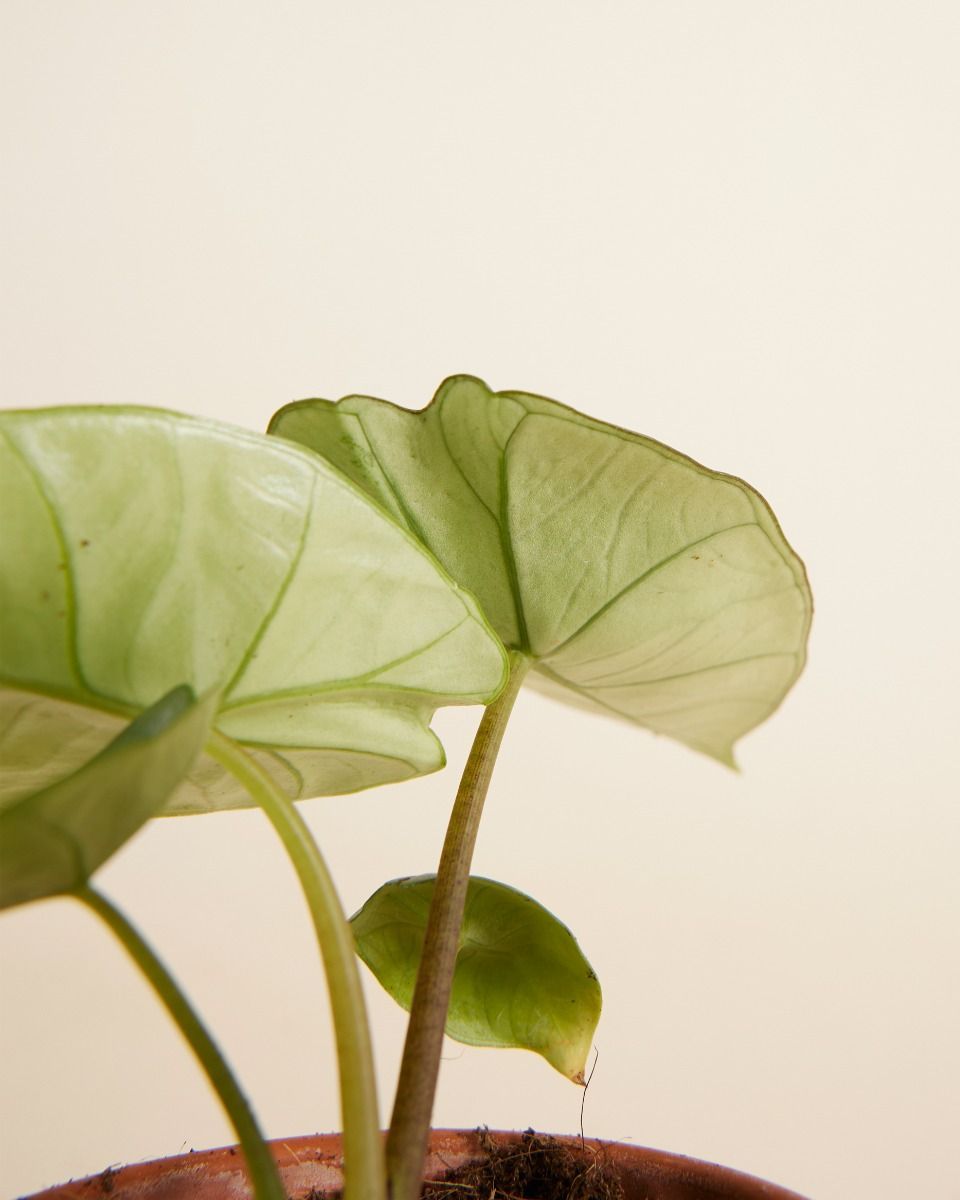 Baby Alocasia Elefantenohr Platinum