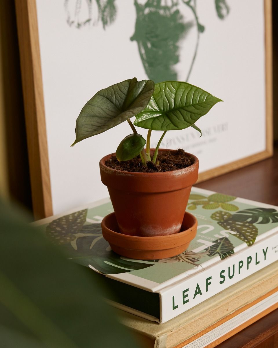 Baby Alocasia Elefantenohr Platinum