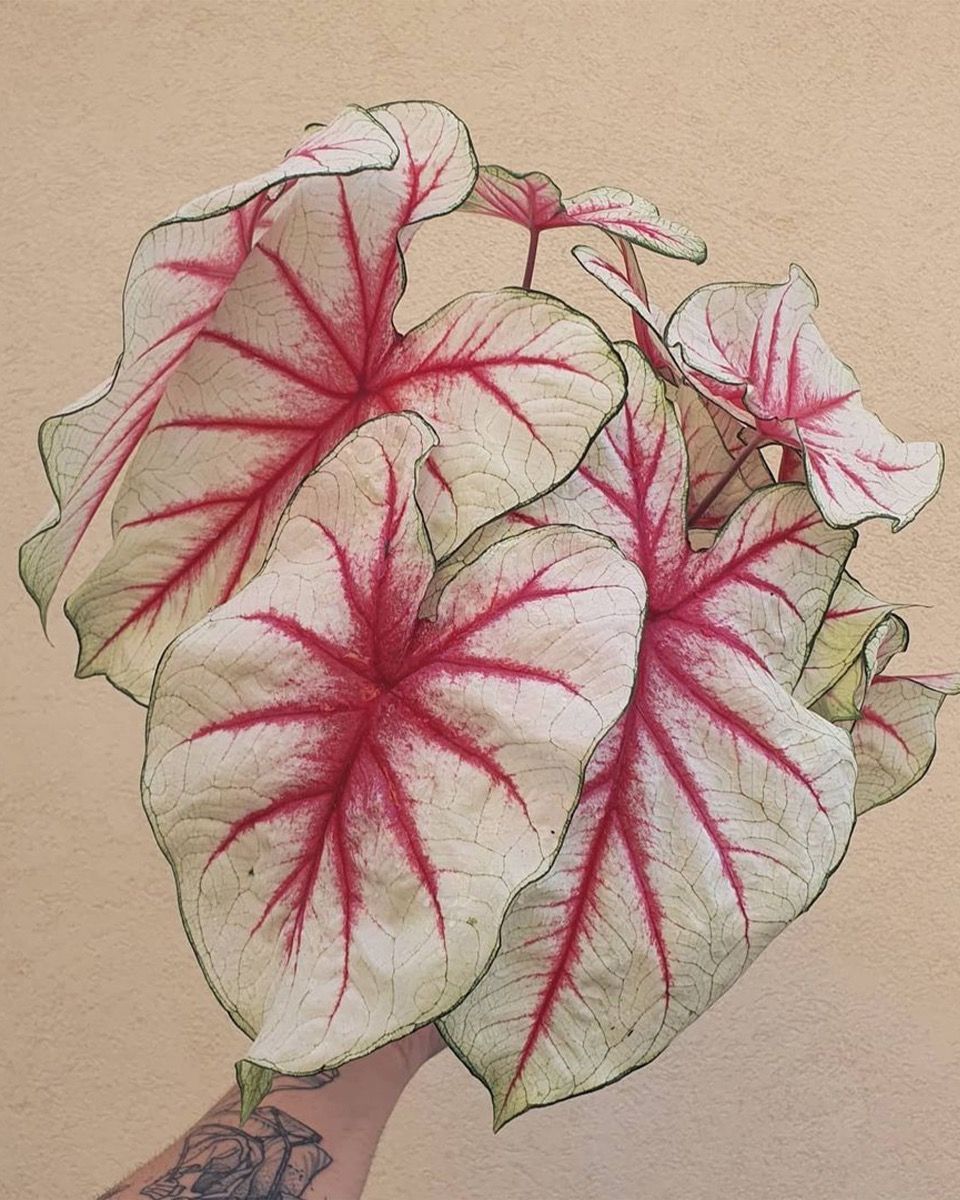 Baby Caladium Kaladie Caladium Tuber - Fiesta