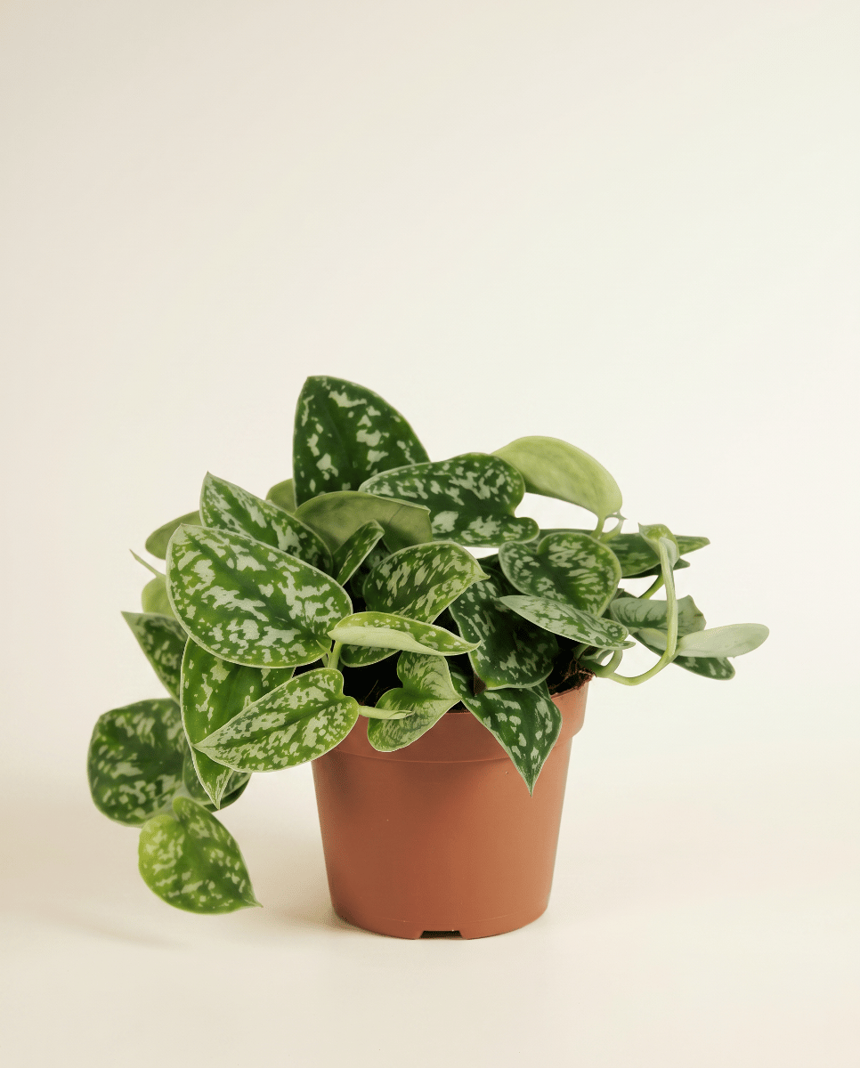 Scindapsus Efeutute Pictus