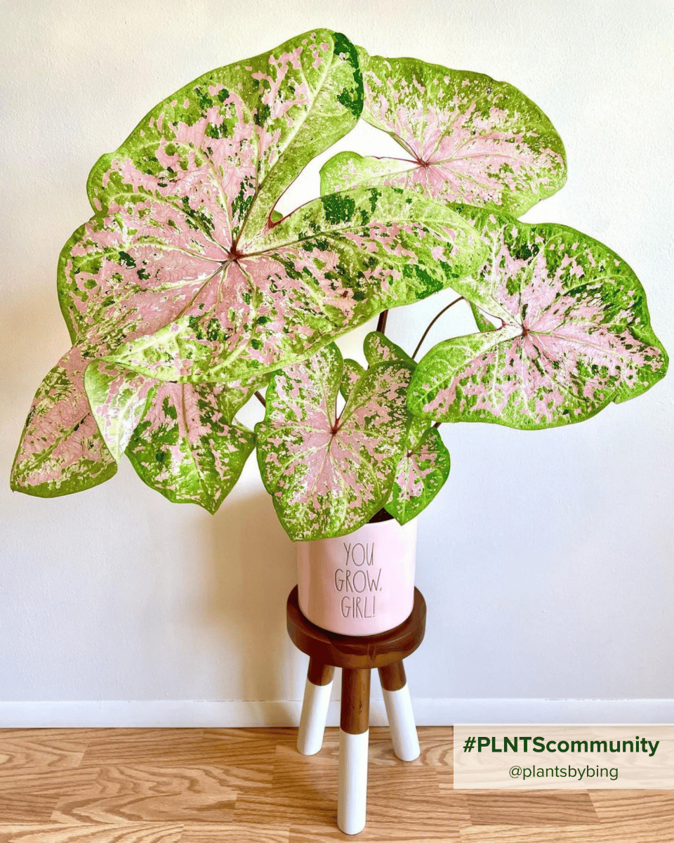 Baby Caladium Kaladie Caladium Tuber - Seafoam Pink