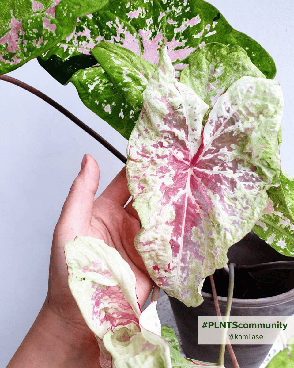 Baby Caladium Kaladie Caladium Tuber - Seafoam Pink