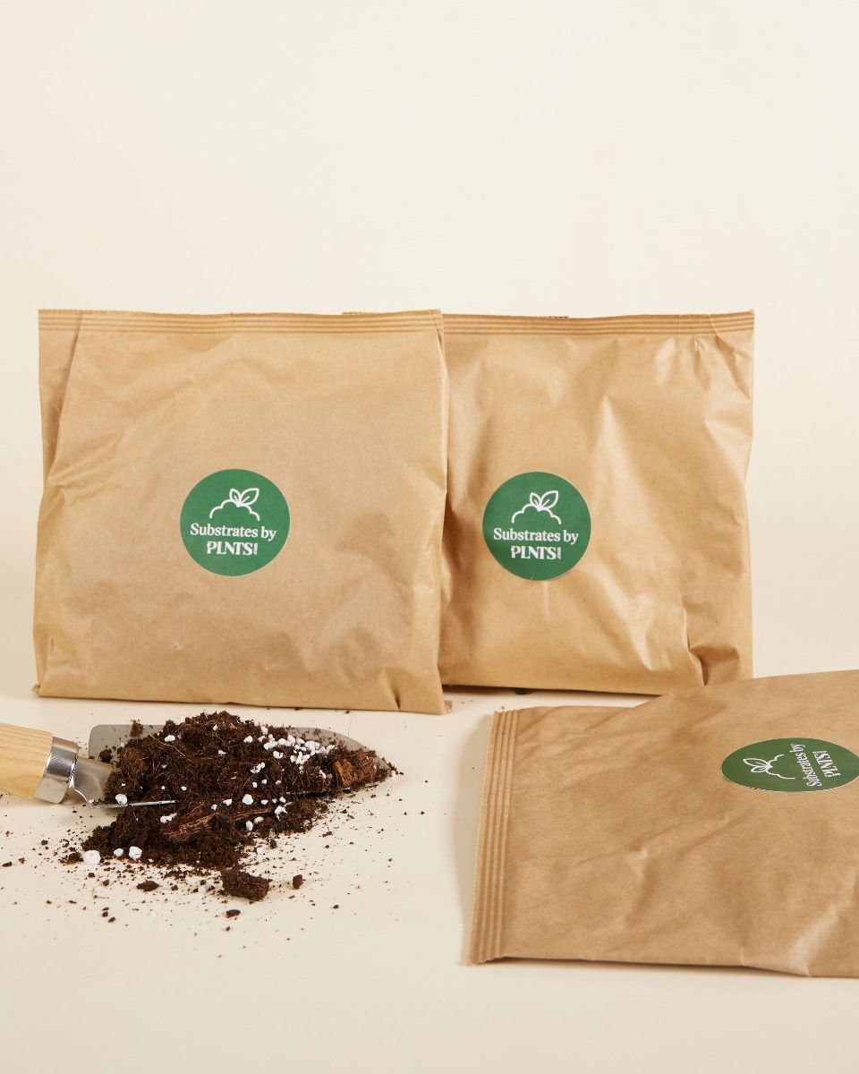Sukkulenten-Topfmischung productset