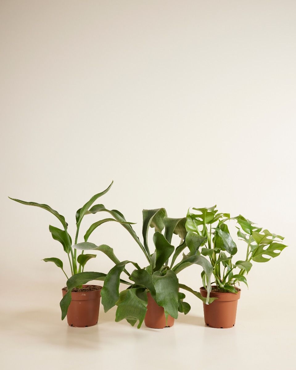 Air Purifying Set M