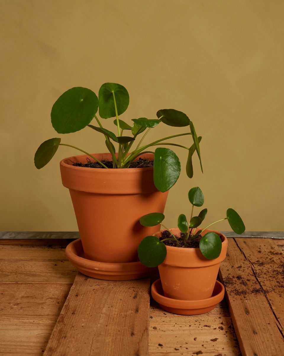 Pilea Family Set