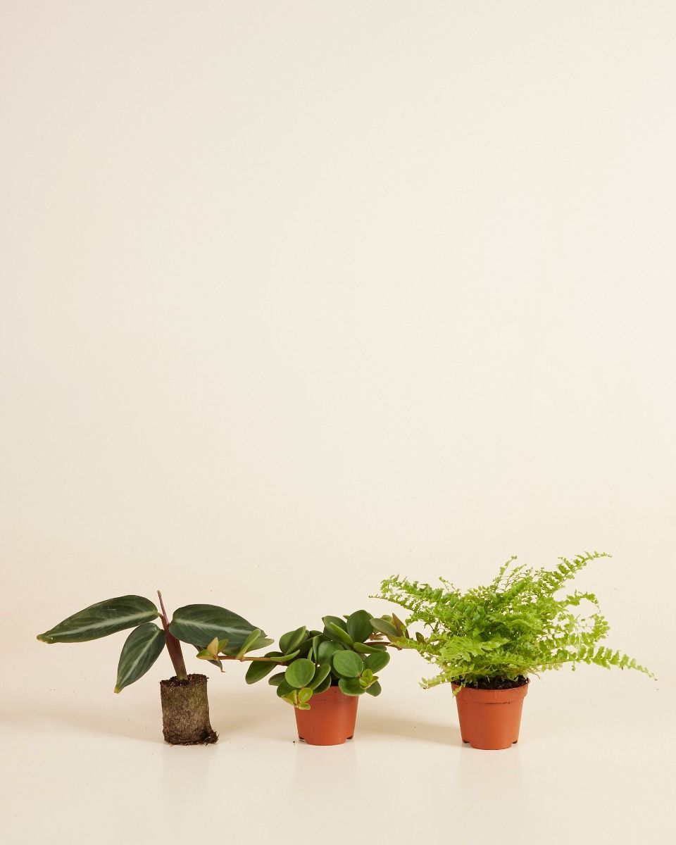 Pet Friendly set S