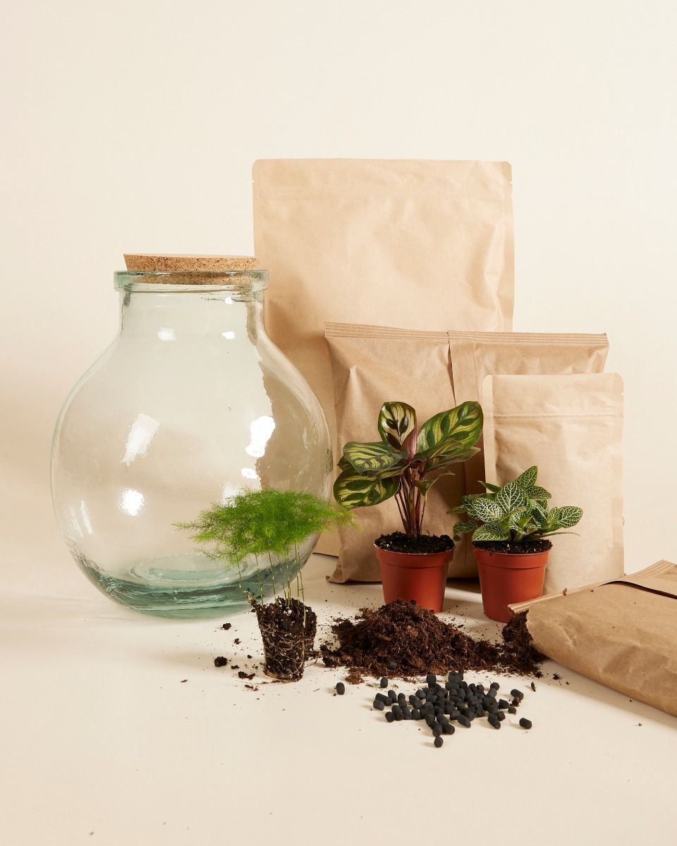 Olly Terrarium Medium Starter Kit