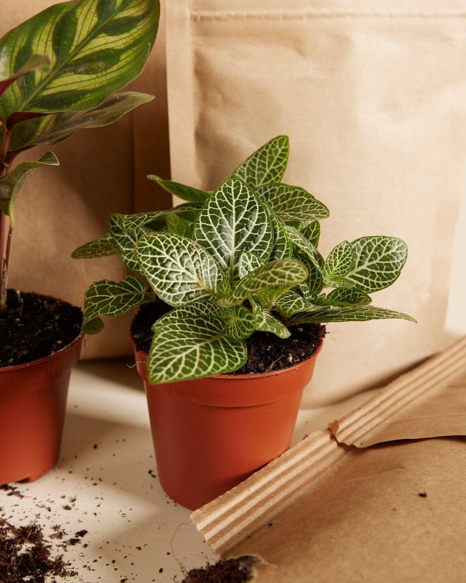 Olly Terrarium Medium Starter Kit