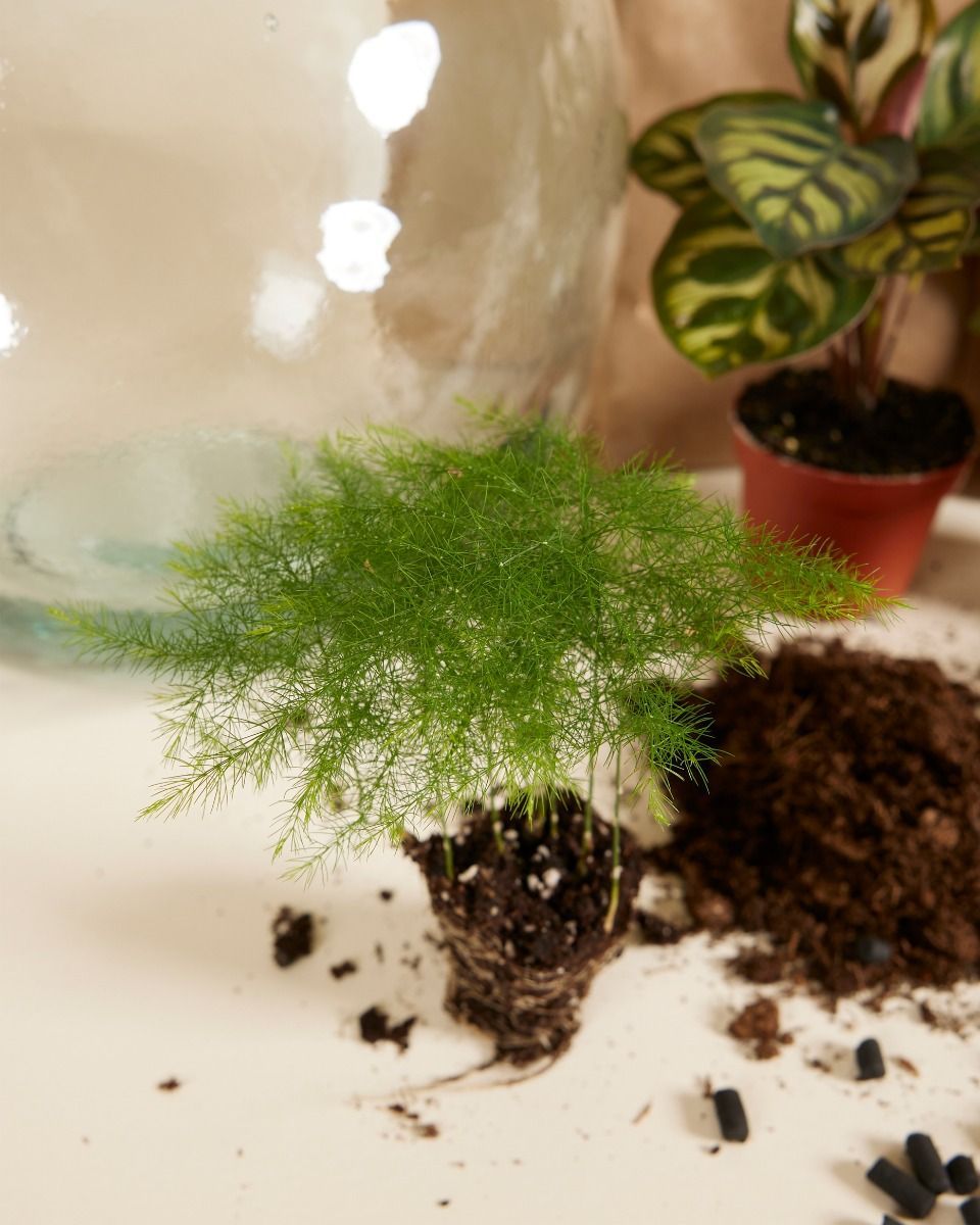Olly Terrarium Medium Starter Kit