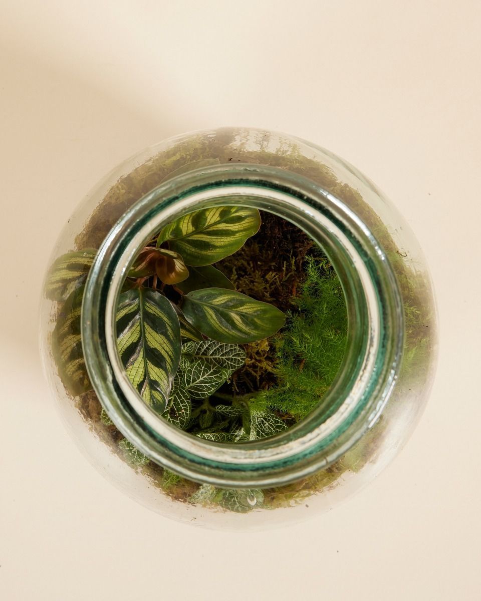 Olly Terrarium Medium Starter Kit