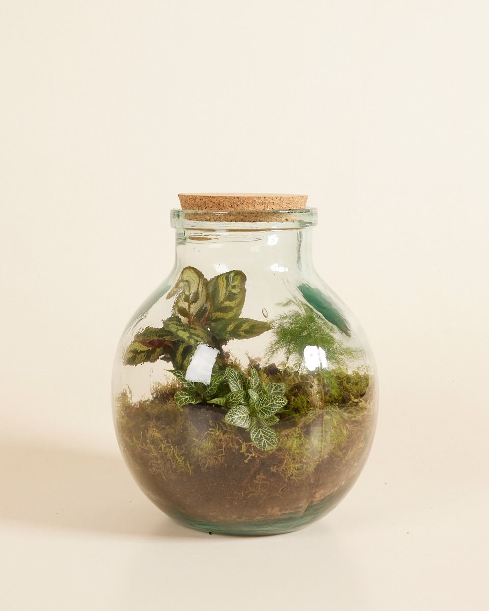 Olly Terrarium Medium Starter Kit