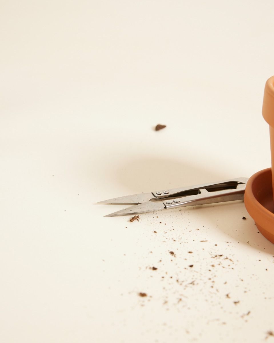 Vermehrungsset Pflegeset