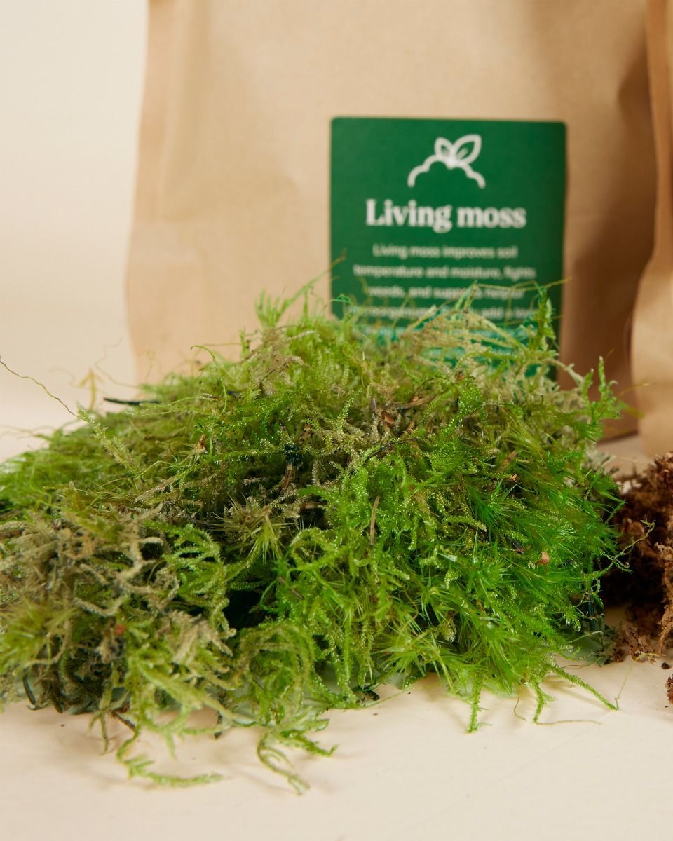 Kokedama-Kit Productset