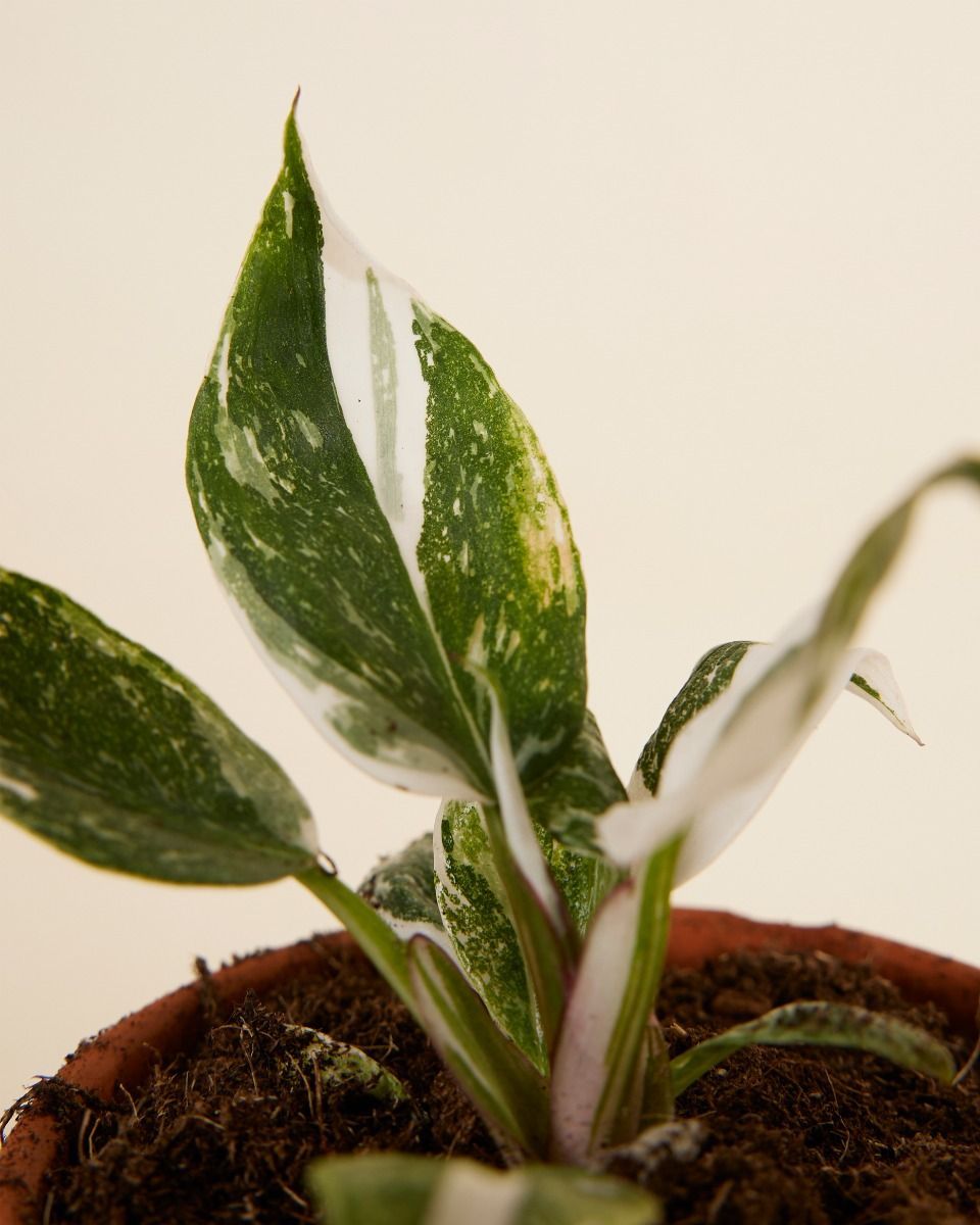 Philodendron Two Princesses Productset