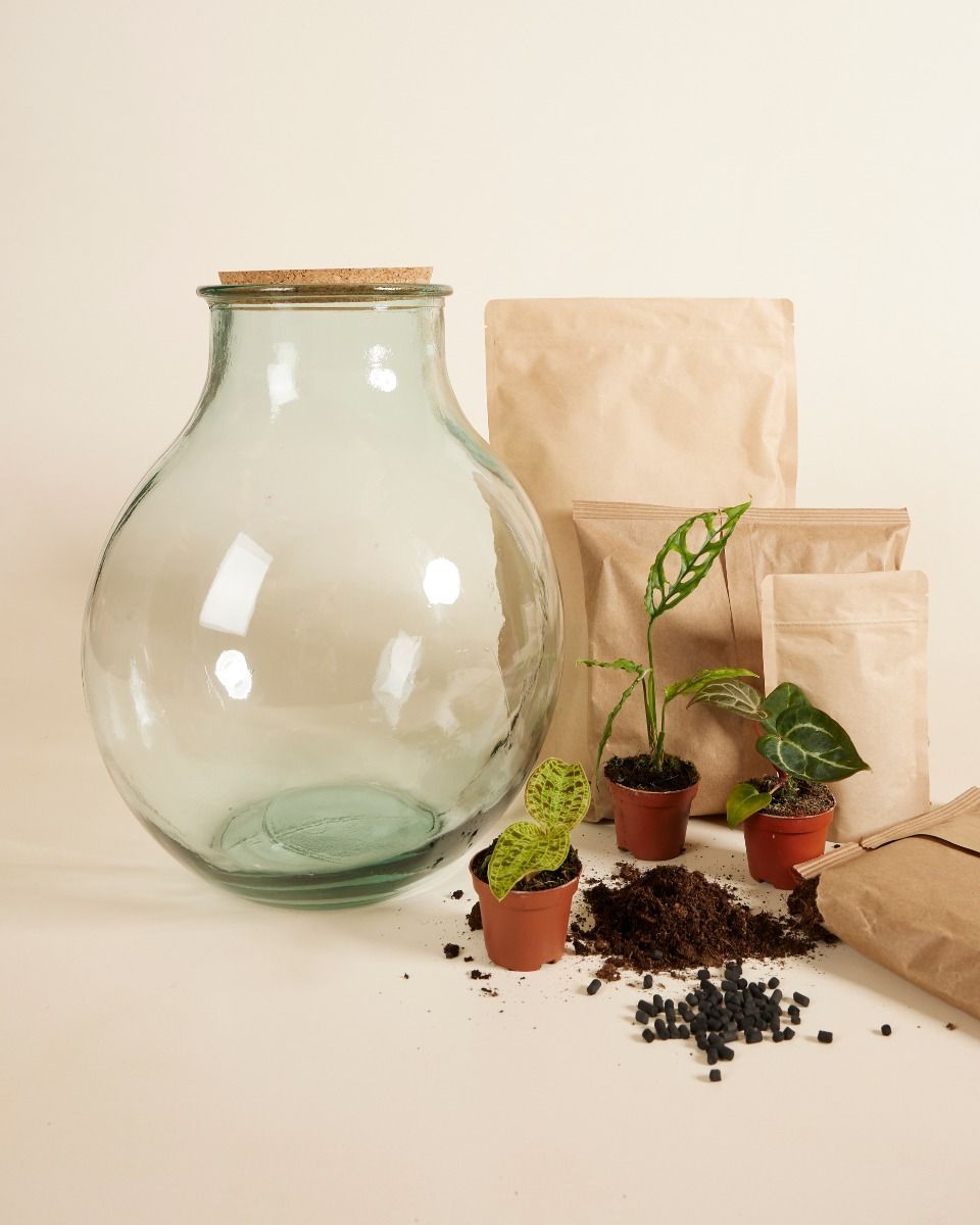Olly Terrarium Großes Experten-Set productset