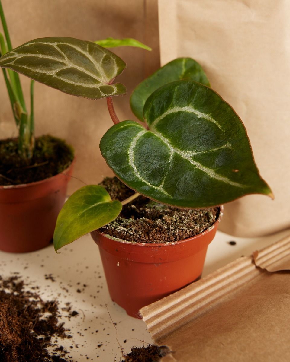 Olly Terrarium Großes Experten-Set productset