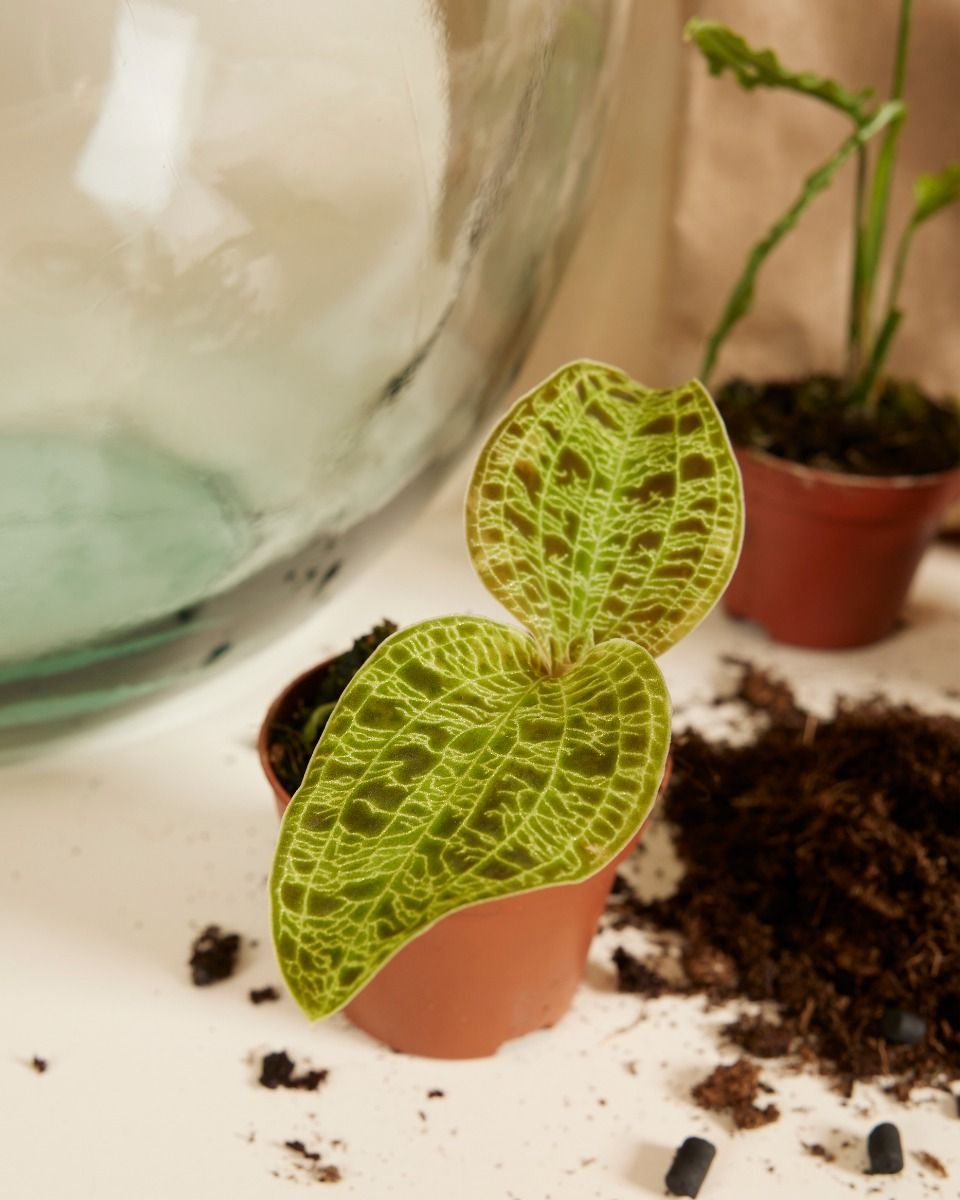 Olly Terrarium Großes Experten-Set productset