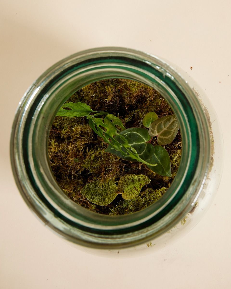 Olly Terrarium Großes Experten-Set productset