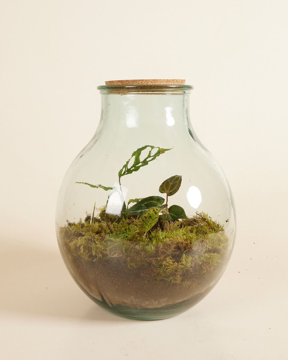 Olly Terrarium Großes Experten-Set productset