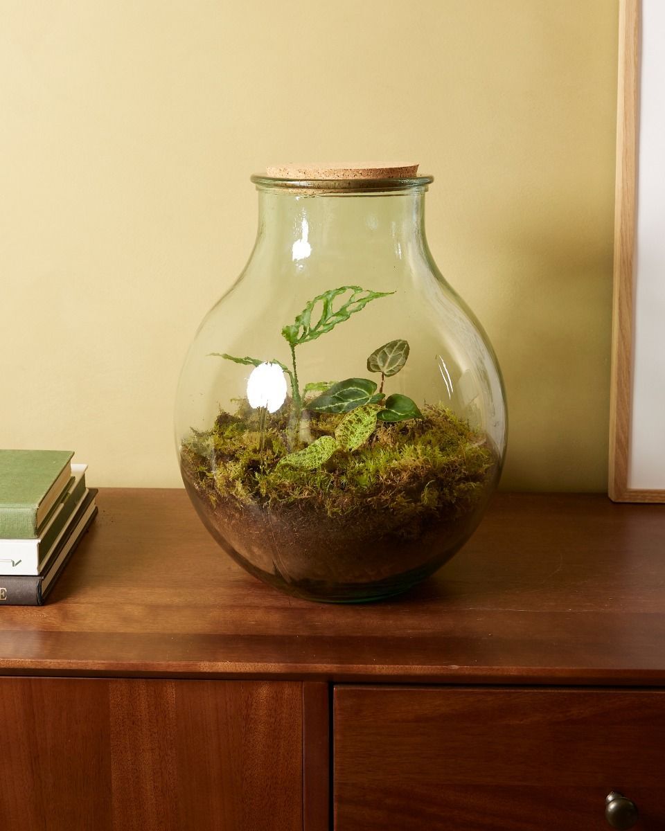 Olly Terrarium Großes Experten-Set productset