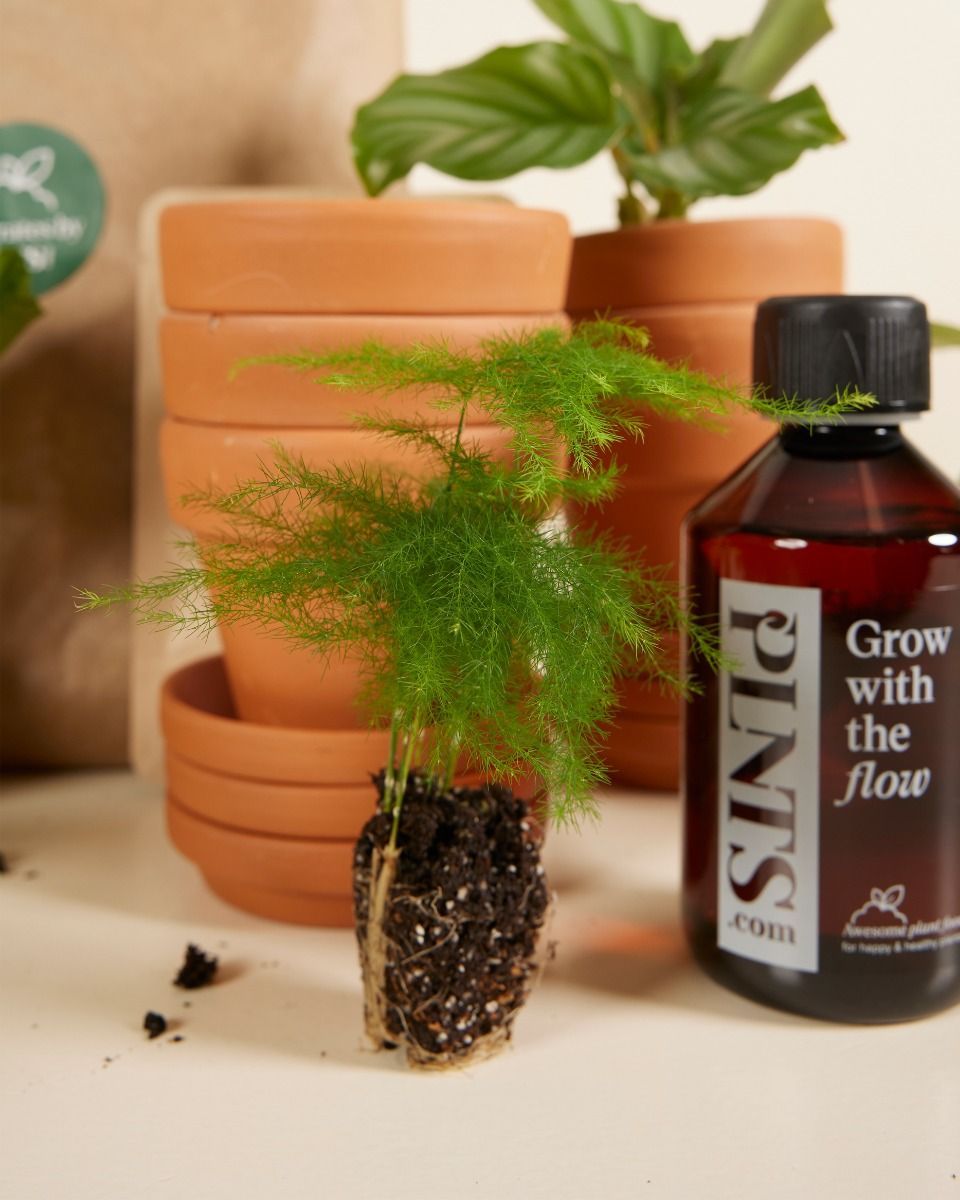 Planthobby Starterkit 6 Pflanzen Productset