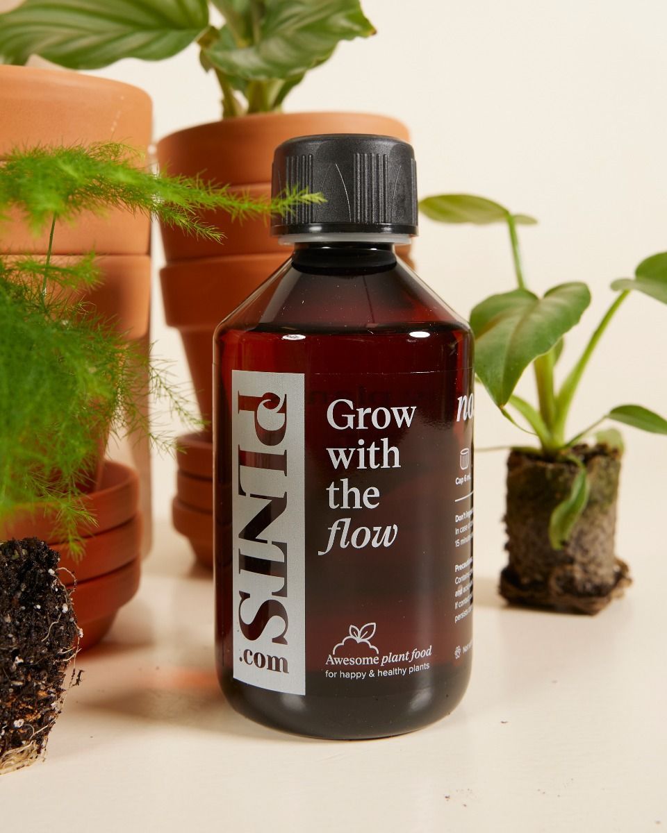 Planthobby Starterkit 6 Pflanzen Productset