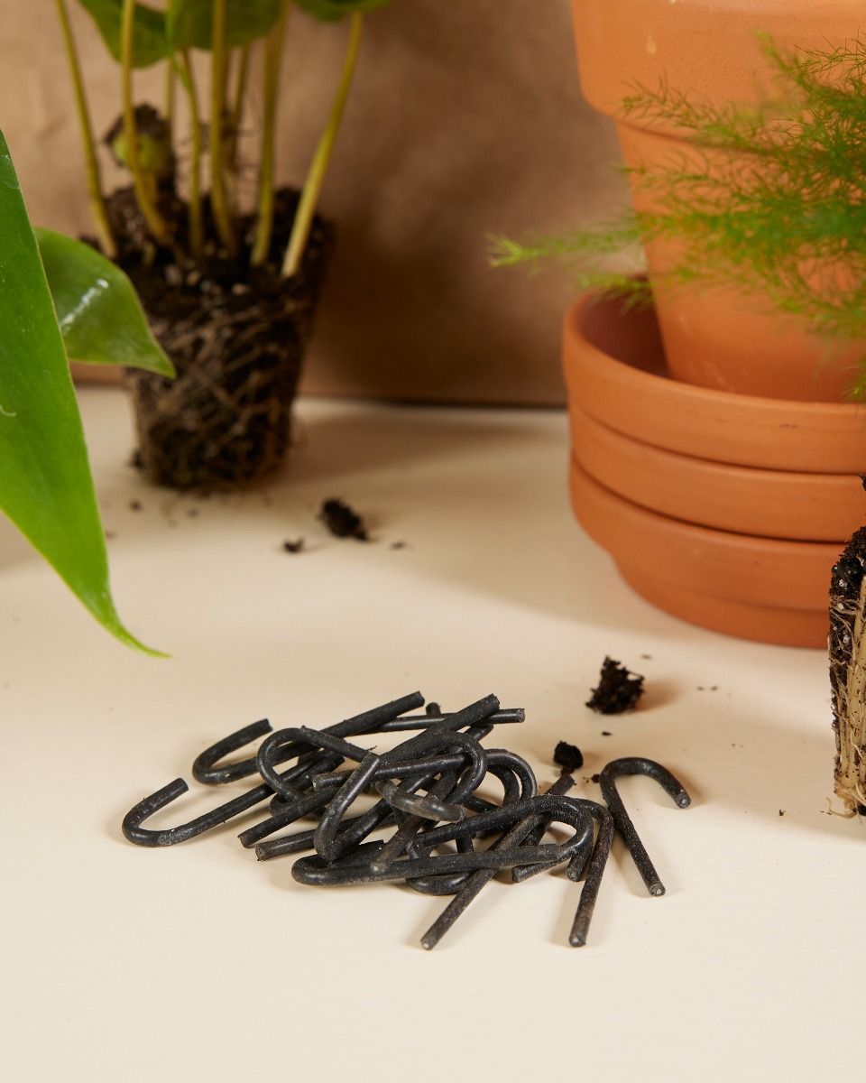 Planthobby Starterkit 6 Pflanzen Productset