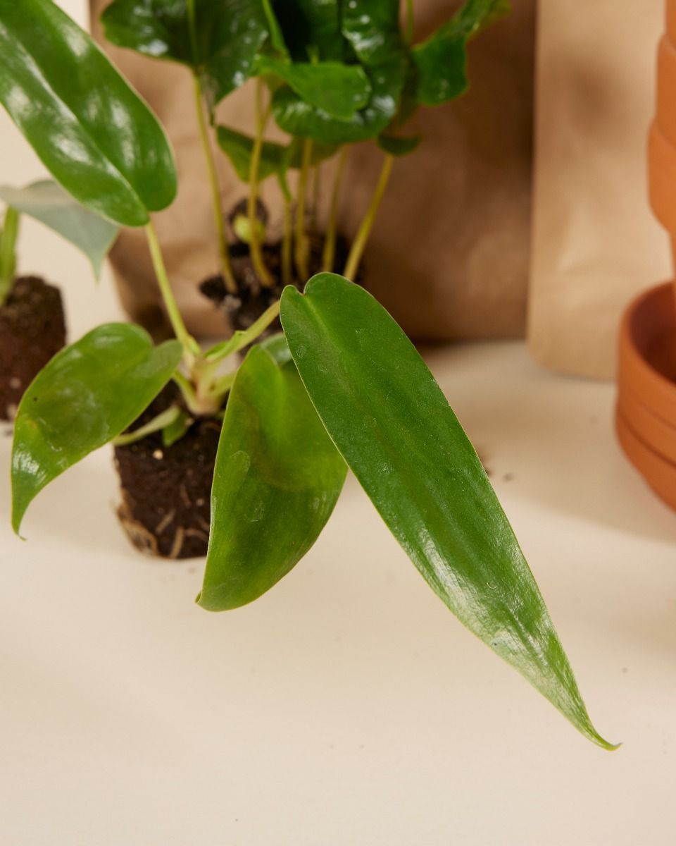 Planthobby Starterkit 6 Pflanzen Productset